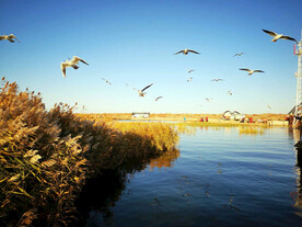 内蒙古居延海湿地公园
