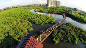 海南澄迈红树林湿地