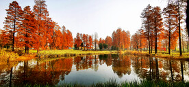 湖北武汉华侨城湿地公园