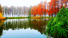 湖北武汉华侨城湿地公园