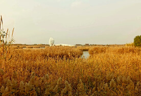 山东寿光巨淀湖湿地公园