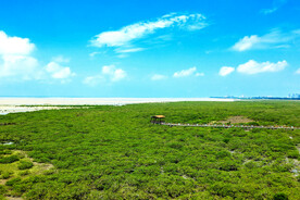 广西北海金海湾红树林