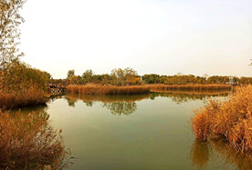 山东寿光巨淀湖湿地公园