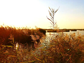 山东寿光巨淀湖湿地公园