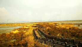 天津北大港湿地