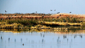 江西鄱阳湖湿地公园