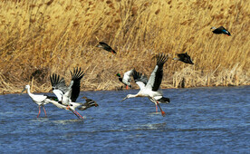 天津北大港湿地