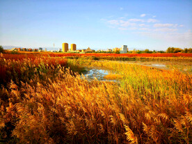 内蒙古居延海湿地公园