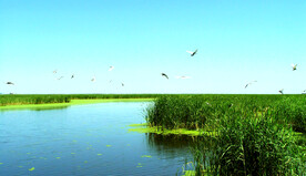 天津大黄堡湿地
