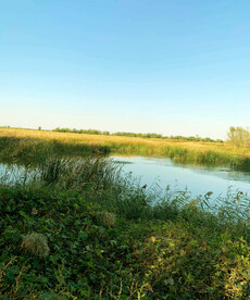 天津大黄堡湿地