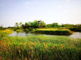 山东青岛唐岛湾湿地公园