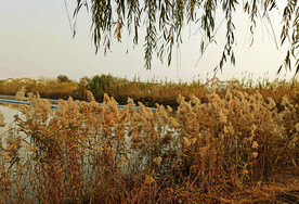 山东寿光巨淀湖湿地公园