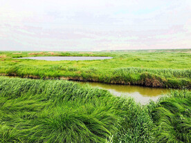 江西鄱阳湖湿地公园