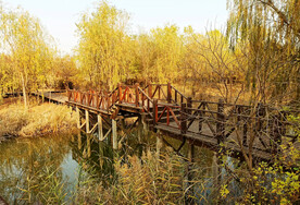 山东寿光巨淀湖湿地公园