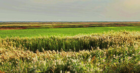 天津北大港湿地