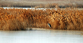 天津北大港湿地