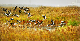 天津北大港湿地