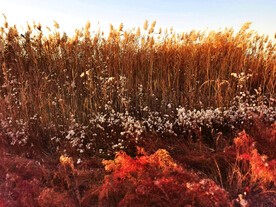 天津北大港湿地