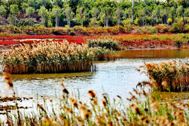 天津北大港湿地