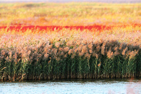 天津北大港湿地