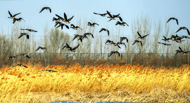 天津北大港湿地