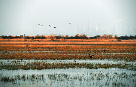 天津北大港湿地