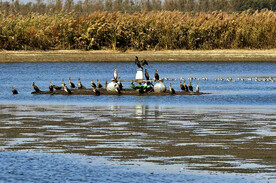 天津大黄堡湿地