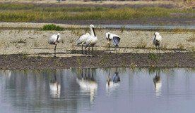 天津大黄堡湿地
