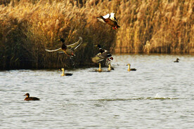 天津大黄堡湿地