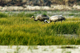 天津大黄堡湿地