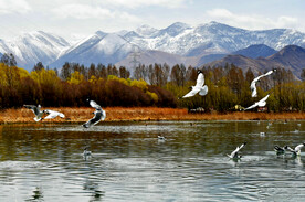 西藏拉萨拉鲁湿地
