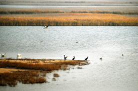 天津北大港湿地