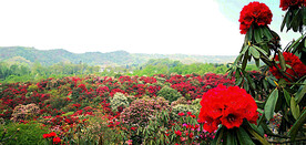贵州毕节百里杜鹃景区