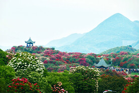 毕节百里杜鹃