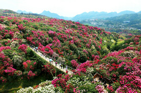 毕节百里杜鹃