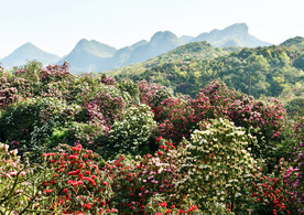 毕节百里杜鹃