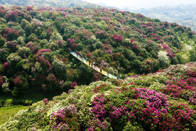 毕节百里杜鹃