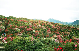 毕节百里杜鹃