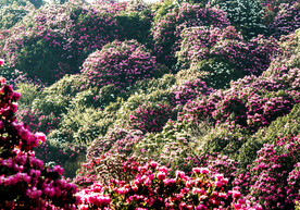 毕节百里杜鹃