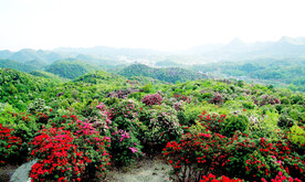 毕节百里杜鹃