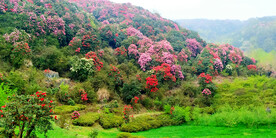 毕节百里杜鹃
