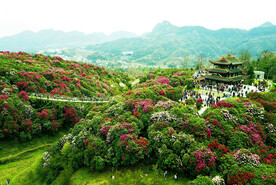 毕节百里杜鹃