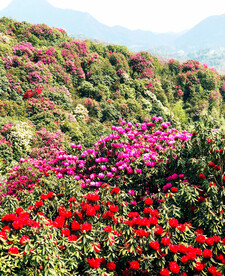 毕节百里杜鹃