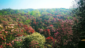 毕节百里杜鹃