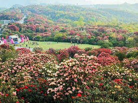 毕节百里杜鹃