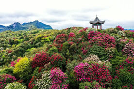 毕节百里杜鹃