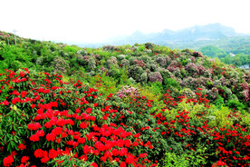 毕节百里杜鹃