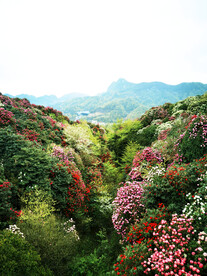 毕节百里杜鹃