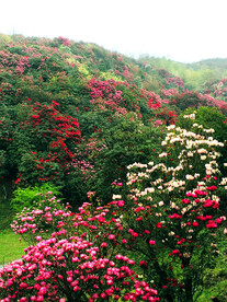 毕节百里杜鹃