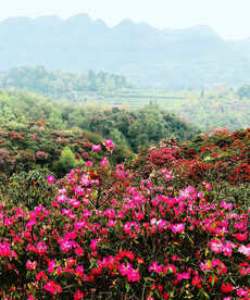 毕节百里杜鹃